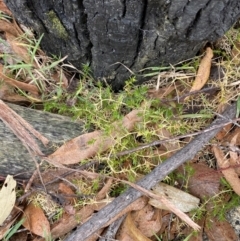 Stellaria pungens at Paddys River, ACT - 13 Aug 2023