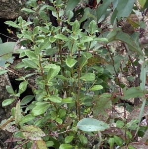 Coprosma hirtella at Paddys River, ACT - 13 Aug 2023 01:13 PM