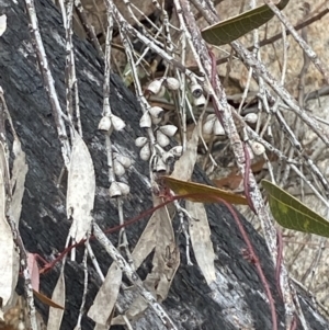 Eucalyptus sieberi at Paddys River, ACT - 13 Aug 2023