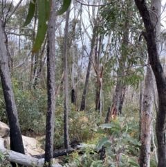 Eucalyptus sieberi at Paddys River, ACT - 13 Aug 2023