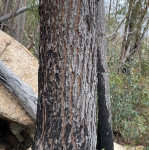 Eucalyptus sieberi at Paddys River, ACT - 13 Aug 2023