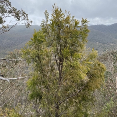 Exocarpos cupressiformis (Cherry Ballart) at Paddys River, ACT - 13 Aug 2023 by Tapirlord