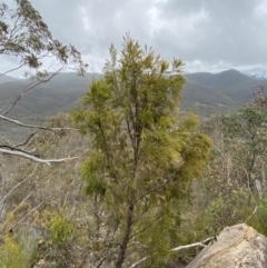 Exocarpos cupressiformis at Paddys River, ACT - 13 Aug 2023 12:55 PM