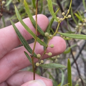 Acacia verniciflua at Paddys River, ACT - 13 Aug 2023 12:50 PM