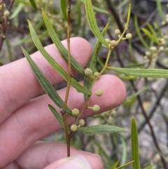 Acacia verniciflua at Paddys River, ACT - 13 Aug 2023 12:50 PM