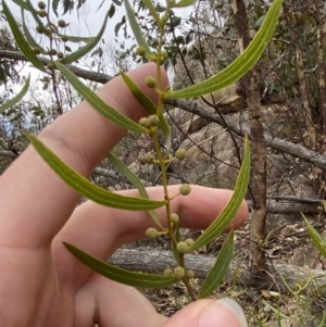 Acacia verniciflua at Paddys River, ACT - 13 Aug 2023