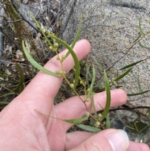 Acacia verniciflua at Paddys River, ACT - 13 Aug 2023 12:50 PM