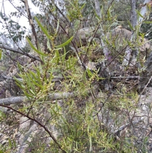 Acacia verniciflua at Paddys River, ACT - 13 Aug 2023 12:50 PM