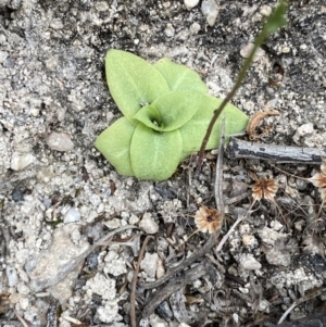 Oligochaetochilus sp. at Paddys River, ACT - 13 Aug 2023