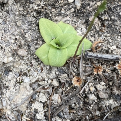 Oligochaetochilus sp. (A Rustyhood Orchid) at Namadgi National Park - 13 Aug 2023 by Tapirlord