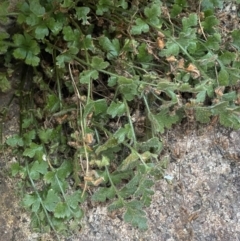 Asplenium subglandulosum (Blanket Fern) at Paddys River, ACT - 13 Aug 2023 by Tapirlord