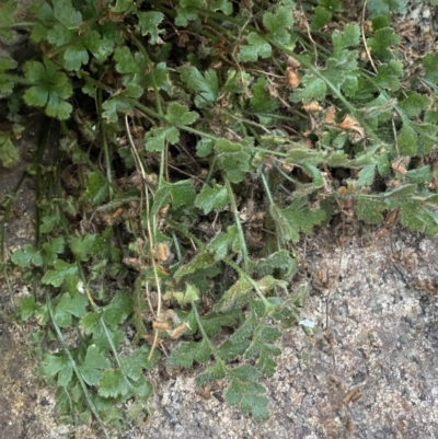 Pleurosorus rutifolius (Blanket Fern) at Paddys River, ACT - 13 Aug 2023 by Tapirlord