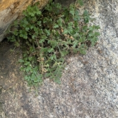 Pleurosorus rutifolius at Paddys River, ACT - 13 Aug 2023