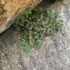 Pleurosorus rutifolius at Paddys River, ACT - 13 Aug 2023