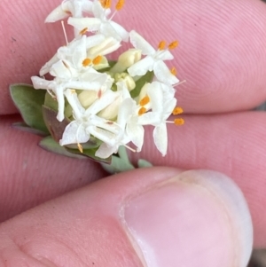 Pimelea linifolia subsp. linifolia at Paddys River, ACT - 13 Aug 2023