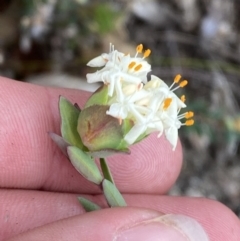 Pimelea linifolia subsp. linifolia at Paddys River, ACT - 13 Aug 2023