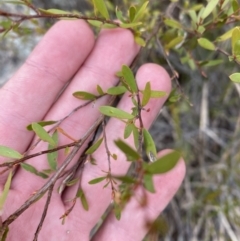 Gaudium brevipes (Grey Tea-tree) at Paddys River, ACT - 13 Aug 2023 by Tapirlord