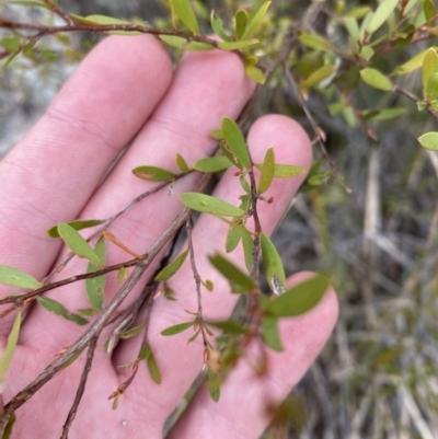 Gaudium brevipes (Grey Tea-tree) at Paddys River, ACT - 13 Aug 2023 by Tapirlord