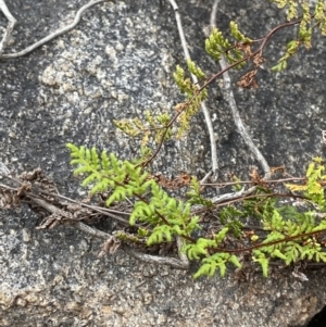 Cheilanthes sieberi subsp. sieberi at Paddys River, ACT - 13 Aug 2023