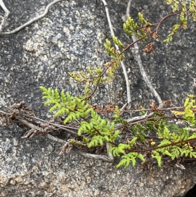 Cheilanthes sieberi subsp. sieberi (Mulga Rock Fern) at Paddys River, ACT - 13 Aug 2023 by Tapirlord