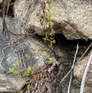 Cheilanthes sieberi subsp. sieberi at Paddys River, ACT - 13 Aug 2023