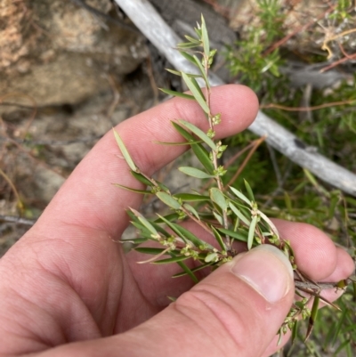 Monotoca scoparia (Broom Heath) at Namadgi National Park - 13 Aug 2023 by Tapirlord