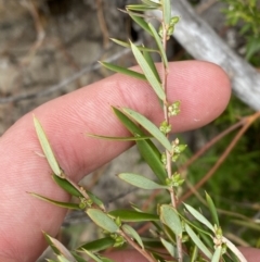 Monotoca scoparia at Paddys River, ACT - 13 Aug 2023