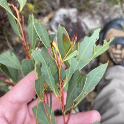 Acacia penninervis var. penninervis (Hickory Wattle) at Namadgi National Park - 13 Aug 2023 by Tapirlord