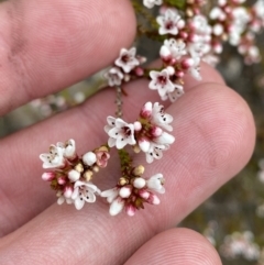 Micromyrtus ciliata (Fringed Heath-myrtle) at Namadgi National Park - 13 Aug 2023 by Tapirlord