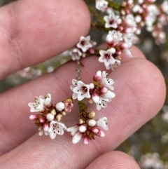 Micromyrtus ciliata at Paddys River, ACT - 13 Aug 2023