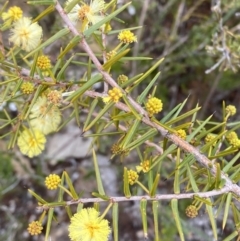 Acacia ulicifolia (Prickly Moses) at Paddys River, ACT - 13 Aug 2023 by Tapirlord