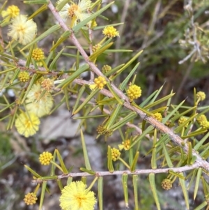 Acacia ulicifolia at Paddys River, ACT - 13 Aug 2023 12:14 PM