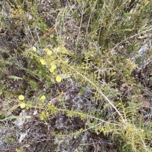 Acacia ulicifolia at Paddys River, ACT - 13 Aug 2023 12:14 PM