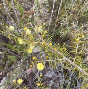 Acacia ulicifolia at Paddys River, ACT - 13 Aug 2023 12:14 PM