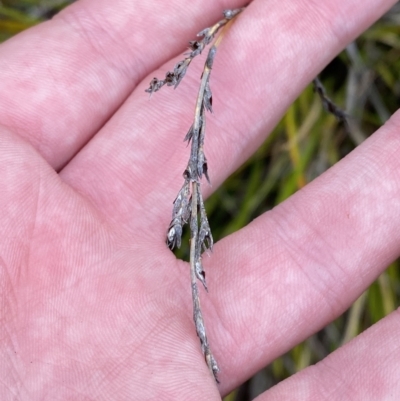 Lepidosperma laterale (Variable Sword Sedge) at Paddys River, ACT - 13 Aug 2023 by Tapirlord