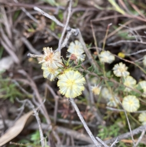 Acacia gunnii at Paddys River, ACT - 13 Aug 2023 12:11 PM