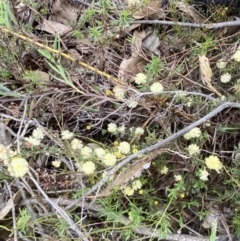 Acacia gunnii at Paddys River, ACT - 13 Aug 2023 12:11 PM