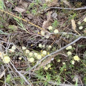 Acacia gunnii at Paddys River, ACT - 13 Aug 2023 12:11 PM