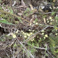 Acacia gunnii at Paddys River, ACT - 13 Aug 2023 12:11 PM