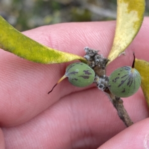 Persoonia rigida at Paddys River, ACT - 13 Aug 2023