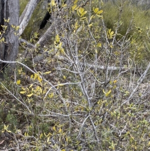 Persoonia rigida at Paddys River, ACT - 13 Aug 2023