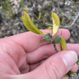 Persoonia rigida at Paddys River, ACT - 13 Aug 2023