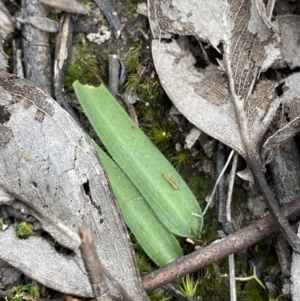 Glossodia major at Paddys River, ACT - 13 Aug 2023