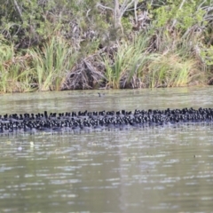 Fulica atra (Eurasian Coot) at Noosa North Shore, QLD - 3 Aug 2023 by AlisonMilton