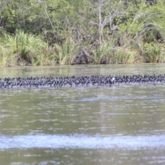 Fulica atra at Noosa North Shore, QLD - 3 Aug 2023 10:02 AM