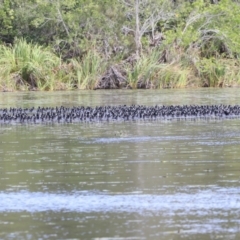 Fulica atra at Noosa North Shore, QLD - 3 Aug 2023 10:02 AM