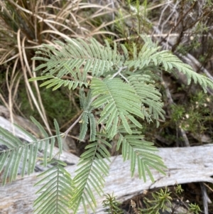 Acacia dealbata subsp. dealbata at Paddys River, ACT - 13 Aug 2023 12:07 PM