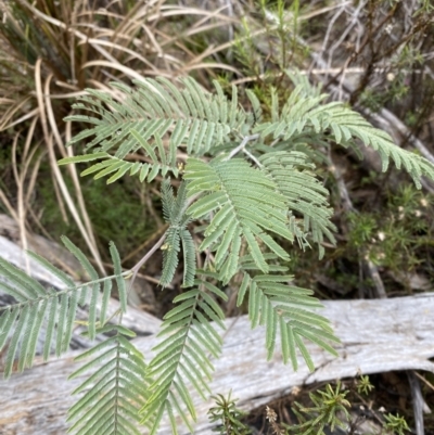 Acacia dealbata subsp. dealbata (Silver Wattle) at Namadgi National Park - 13 Aug 2023 by Tapirlord