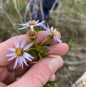 Olearia tenuifolia at Paddys River, ACT - 13 Aug 2023 12:07 PM