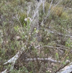 Olearia tenuifolia at Paddys River, ACT - 13 Aug 2023 12:07 PM